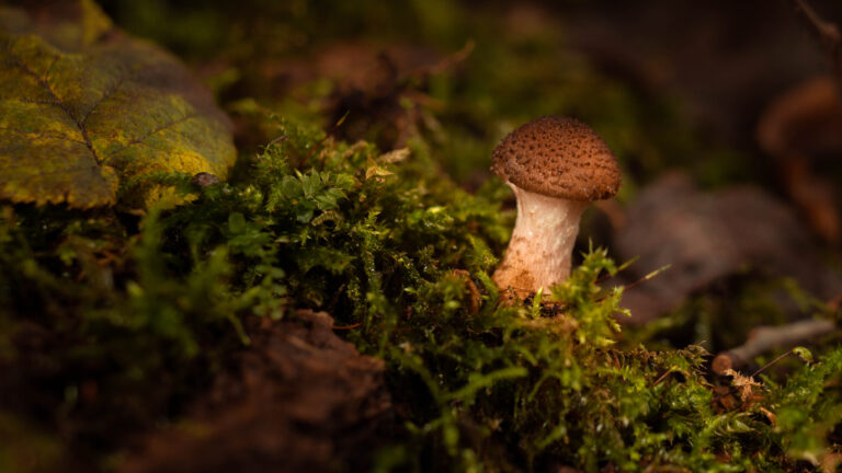 Macro — 20201018 — podpinka